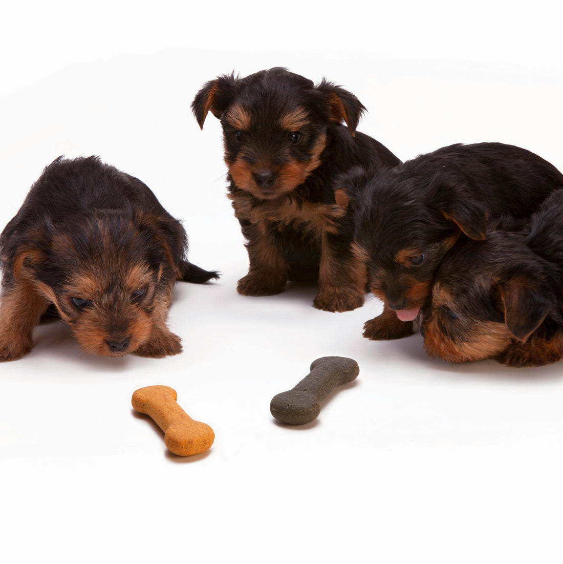 Building Smarter from the Start: Why Brain Health Matters in Puppies