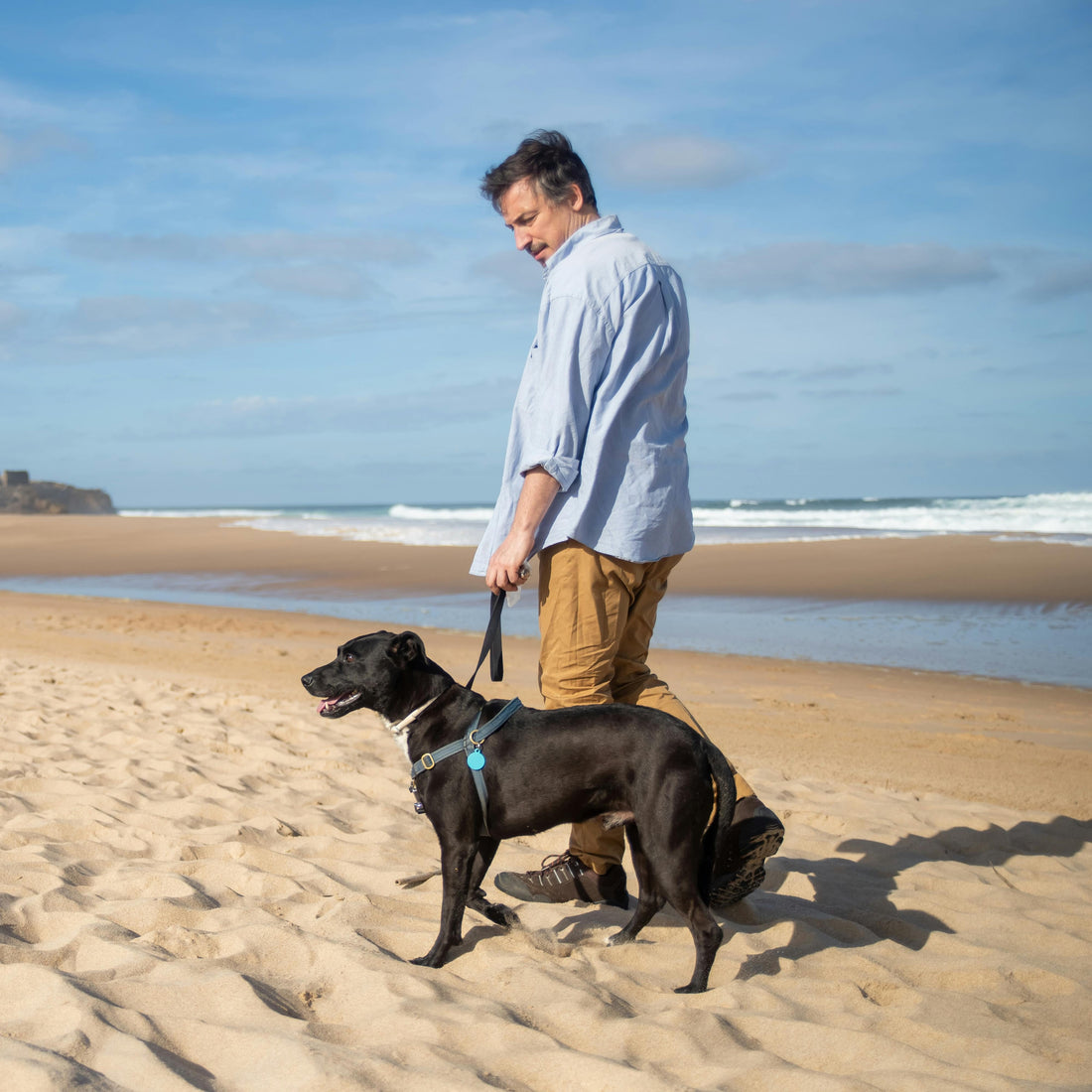 Boosting Attention, Routine, and Resilience in Adult Dogs
