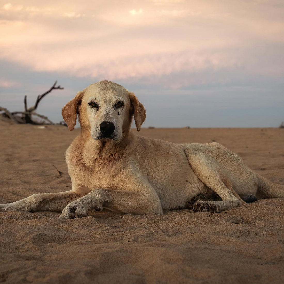 Canine Brain Health in the Senior Years: What Every Dog Owner Should Know