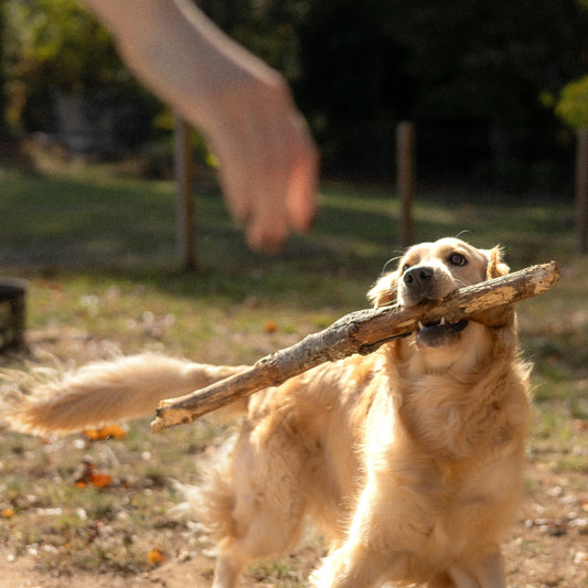 How to Keep Your Older Dog Mentally Engaged