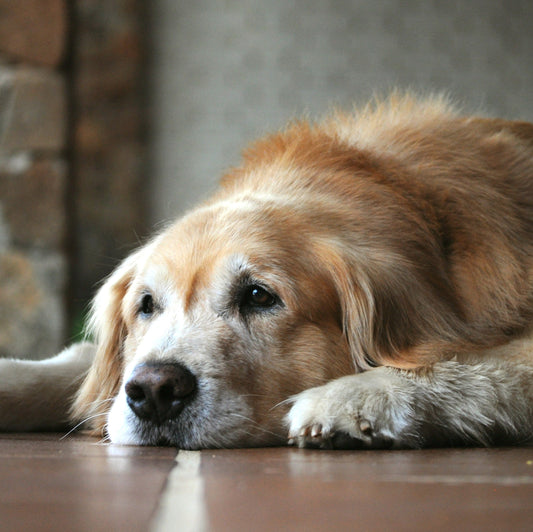 Is Your Dog Just Aging — or Showing Early Signs of Cognitive Decline?