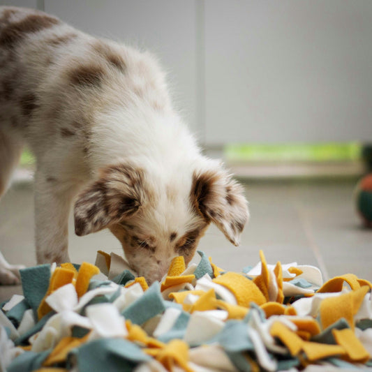Why Scent Work Is the Best Kind of Brain Gym