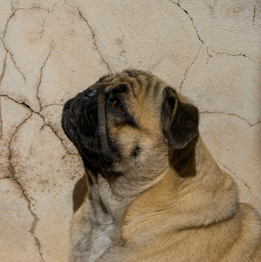 The Gut‑Brain Connection in Dogs: Why a Healthy Belly Supports a Sharper Mind