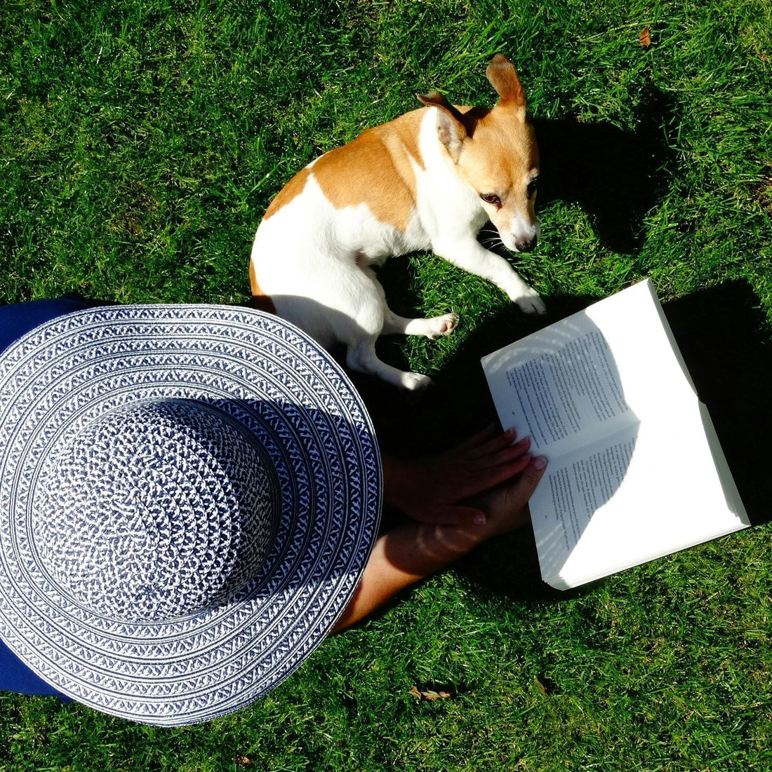 Mid‑Life Shift: Supporting Your Dog’s Brain from Adult to Senior