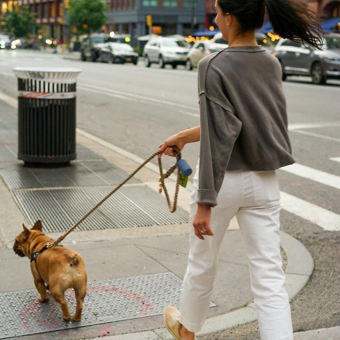 Daily Rhythms: How Routine Enhances Senior Dog Brain Function