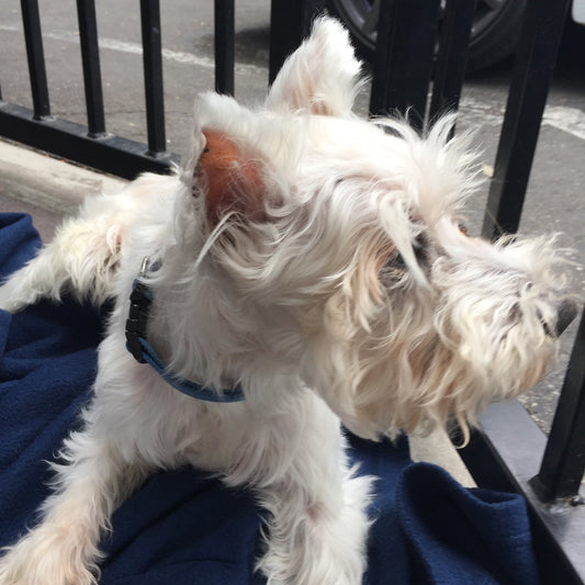 The Real Reason We’re Building Smarter Dog