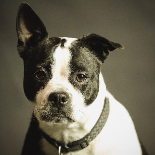 Can You Actually Make Your Dog Smarter? Here’s What Science Says