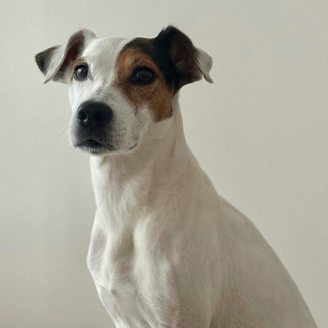 What They Eat Matters: Fueling Canine Cognition for Today and Tomorrow