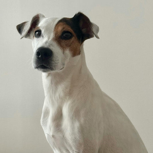 What They Eat Matters: Fueling Canine Cognition for Today and Tomorrow