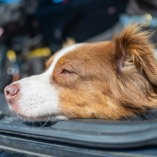 Cognitive Health Is Foundational: Why Your Dog's Brain Shapes Everything