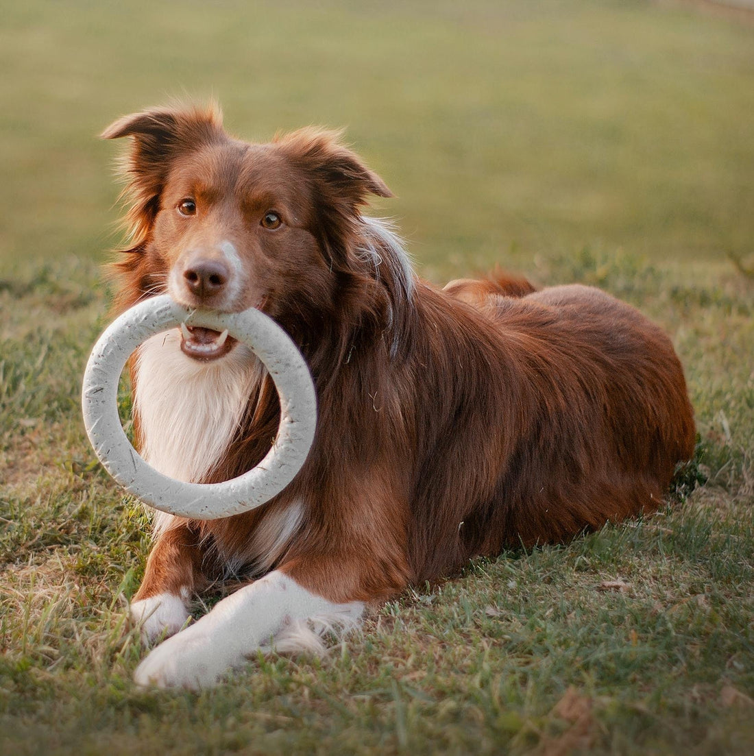 Play and Bonding Are Powerful: Mental Enrichment for Smart, Connected Dogs