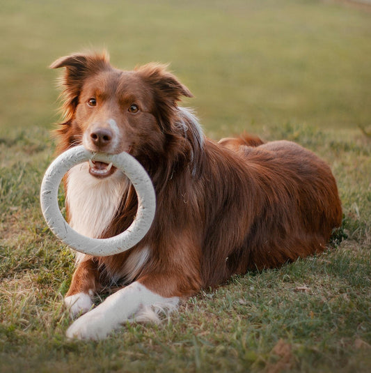 Play and Bonding Are Powerful: Mental Enrichment for Smart, Connected Dogs