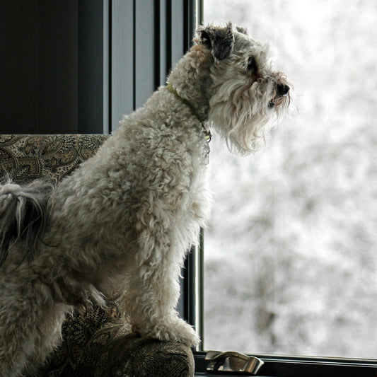 Brain Games for Special‑Needs & Less‑Mobile Dogs