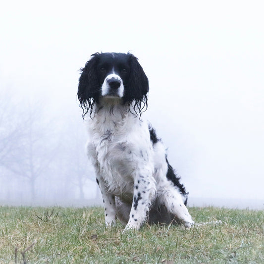 Caring for Dogs with Cognitive Fog: Gentle Daily Support for Aging Minds