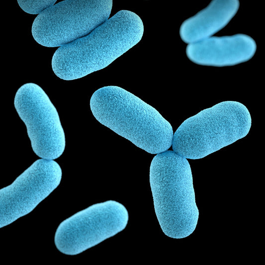 Probiotics 101: Choosing the Right Gut Support for Brain Health