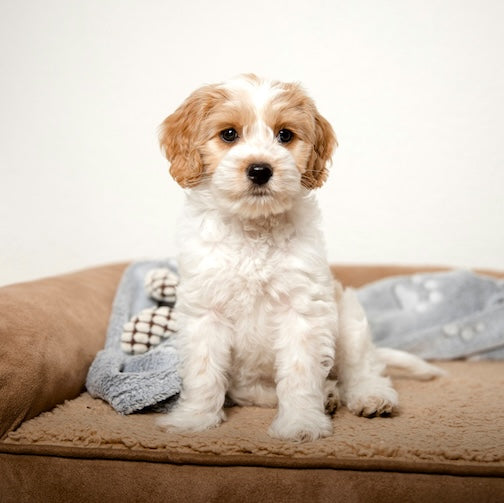Puppy Puzzle Path: When to Start Brain Games (Even Before 1 Year)