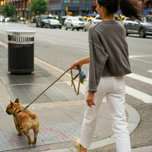 Daily Rhythms: How Routine Enhances Senior Dog Brain Function