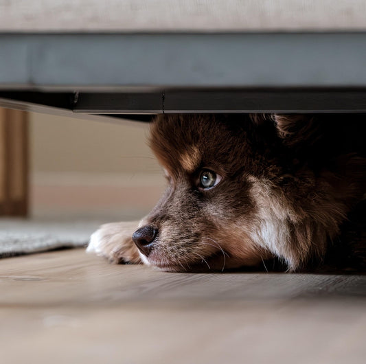 The Anxious Brain: How Chronic Stress Changes Your Dog’s Behavior