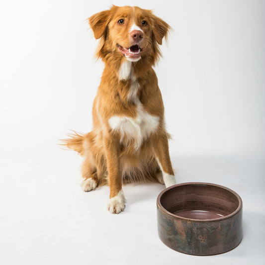 Brain‑Calming Foods: Can Diet Really Reduce Your Dog’s Anxiety?