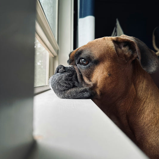 Is It Disobedience or Anxiety? How to Tell the Difference in Your Dog