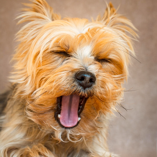 Melatonin for Dogs: Natural Support for Sleep, Anxiety, and More