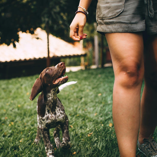 When Behavior Speaks: Supporting Your Dog’s Mental & Emotional Wellness
