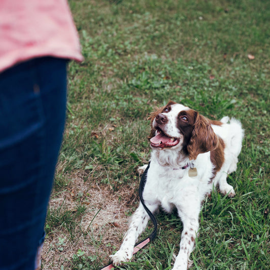 The 5-Minute Mind Game: How Short Bursts of Training Boost Your Dog’s Brain Health