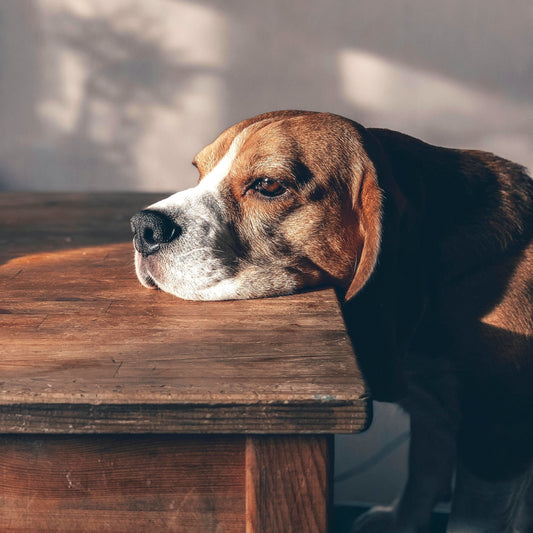 10 Subtle Signs Your Dog’s Brain Needs Support