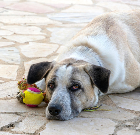 Sense and Mind: How Vision, Hearing, and Smell Changes Affect Brain Health